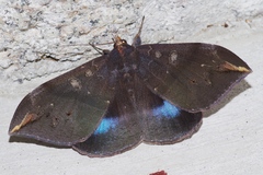 Ischyja ferrifracta