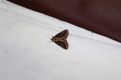 Ercheia dubia