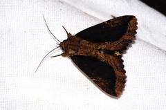 Ercheia dubia