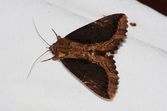 Ercheia dubia