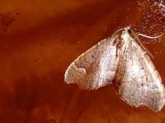 Asaphodes camelias