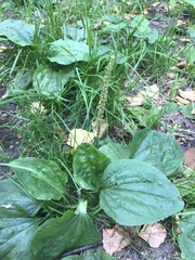 Plantago major