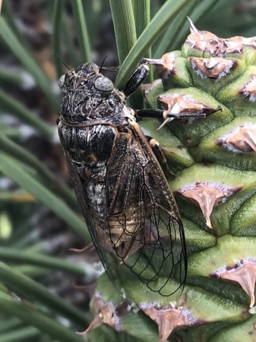 Tibicinoides hesperia