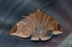 Pindara illibata