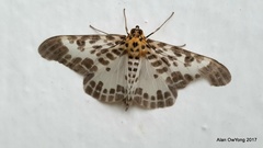 Pogonopygia nigralbata