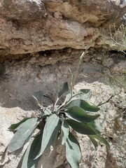 Limonium platyphyllum
