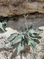Limonium platyphyllum