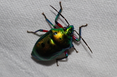 Calliphara excellens