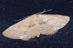 Scopula personata