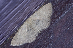 Scopula personata
