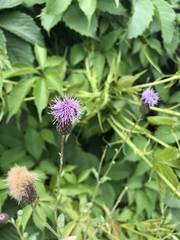 Cirsium arvense