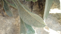 Limonium platyphyllum