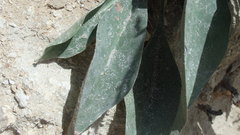 Limonium platyphyllum