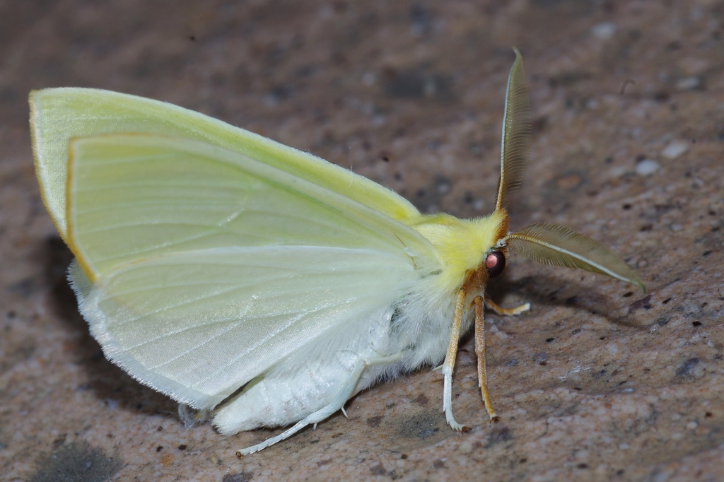 Doratoptera amabilis