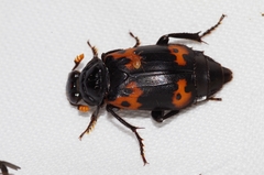 Nicrophorus nepalensis