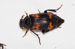 Nicrophorus nepalensis