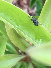 Lachnopus floridanus