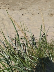 Leymus arenarius