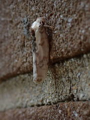 Antaeotricha