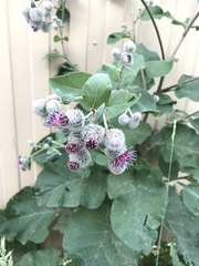 Arctium tomentosum