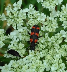 Trichodes leucopsideus