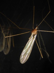 Limoniinae