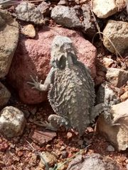 Phrynosoma braconnieri