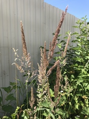 Calamagrostis epigejos