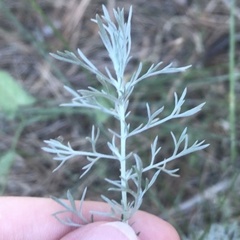 Artemisia