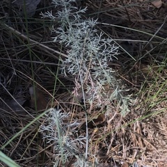 Artemisia