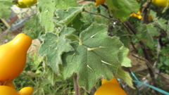 Solanum