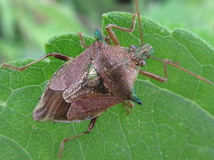 Cantheconidea javana