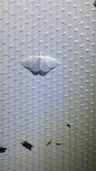 Lomographa vestaliata