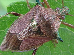Cantheconidea javana