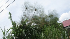 Cyperus