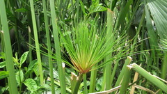 Cyperus