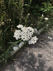 Achillea millefolium