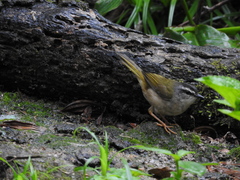 Myiothlypis rivularis