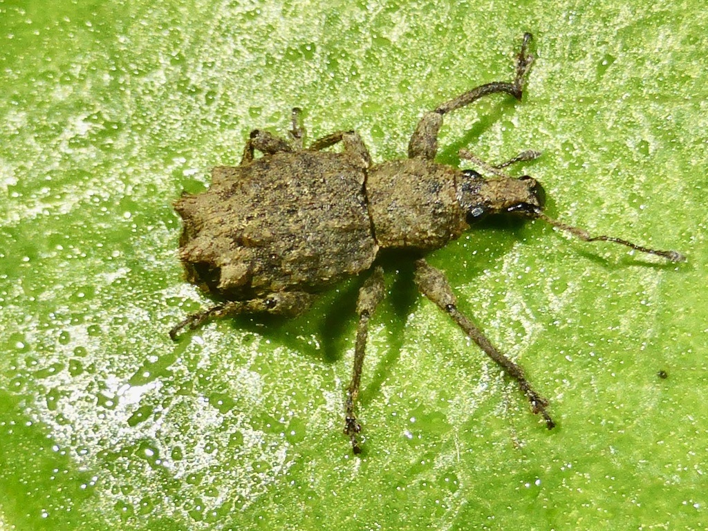 Catoptes coronatus