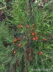 Juniperus turbinata