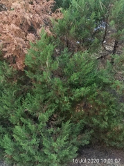 Juniperus turbinata