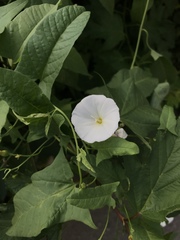 Convolvulus arvensis
