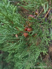 Juniperus turbinata