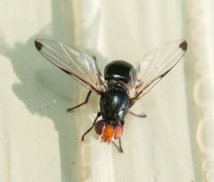 Seioptera vibrans