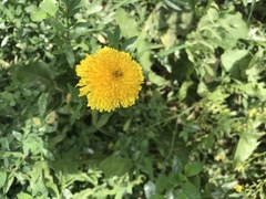 Taraxacum officinale