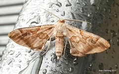Hypochrosis binexata