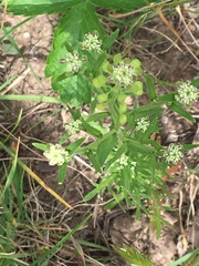 Lepidium ramosissimum