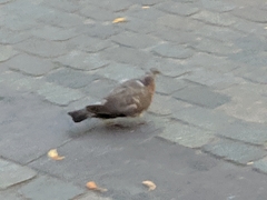 Columba livia domestica
