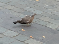 Columba livia domestica