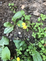 Lapsana communis